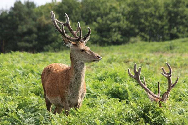 A majestic stag standing proud amidst lush ferns.